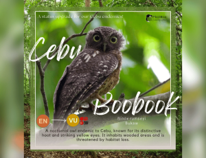 Cebu Hawk-Owl moves off endangered list; threat remains - IBCTV 13